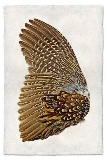 Frame it Art - Ring neck pheasant wing-left Nepalese paper 20x30
